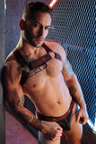 Breedwell Afterhours Bulldog Harness