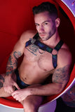 Breedwell Afterhours Bulldog Harness
