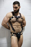Breedwell Icon Pride Body Harness